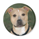 Shelter Dog - Tan Pitbull Magnets