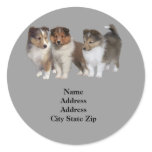 Sheltie Address Label stickers