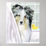 Sheltie Bath Blue Merle