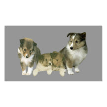 Sheltie Breeder Business Card
