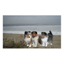 Sheltie Breeder Business Card
