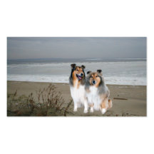Sheltie Breeder Business Card