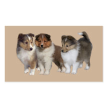 Sheltie Breeder Business Card