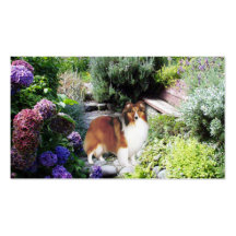 Sheltie Breeder Business Card