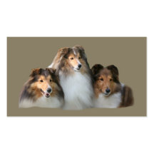 Sheltie Breeder Business Card