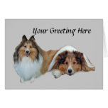 Sheltie Greeting Card