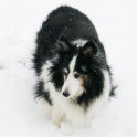 Sheltie in Snow Ornament photo sculptures