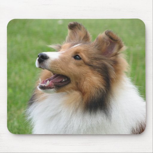 Sheltie on mousepad