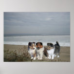 Sheltie Print