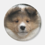 Sheltie puppy face magnets