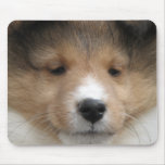 Sheltie puppy face mousepads