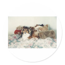 Sheltie with Stuffed Animals Round Stickers