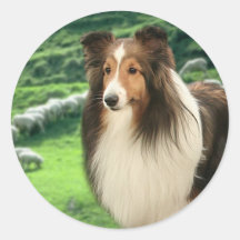 Shelties Lead Sticker
