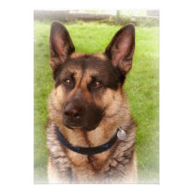 Shepherd Dog Invitation