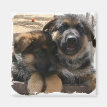 Shepherd Puppies Magnet