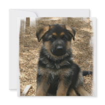 Shepherd Puppy Invitations