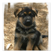 Shepherd Puppy Invitations