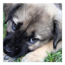 Shepherd Puppy Photo Invitation