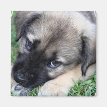 Shepherd Puppy Photo Square Magnet
