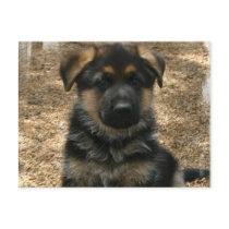 Shepherd Puppy  Postcard