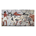 Shepherd With Bovine By Maler Der Grabkammer Des Z photo cards