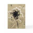 Shepherd's Purse in Sepia cards