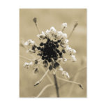 Shepherd's Purse in Sepia Post Cards
