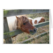 Shetland Pony Card (5019)