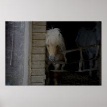 SHETLAND PONY IN STABLE POSTERS