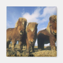 Shetland Pony, mainland Shetland Islands, Magnets