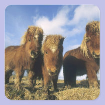 Shetland Pony, mainland Shetland Islands, stickers
