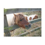 Shetland Pony Postcard (5019)