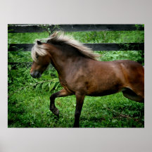 Shetland Pony Print