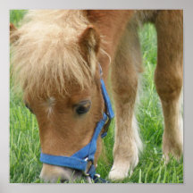 Shetland Pony Poster Print