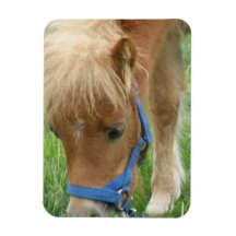 Shetland Pony  Premium Magnet