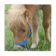 Shetland Pony  Tile