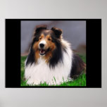 Shetland Sheepdog Art Print