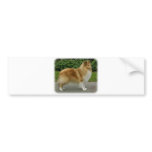 Shetland Sheepdog bumper stickers