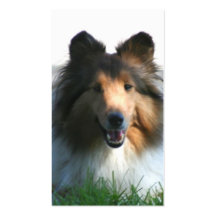 Shetland Sheepdog business cards