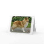 Shetland Sheepdog cards