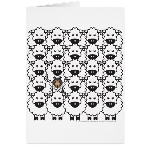 Shetland Sheepdog in the Sheep Card
