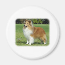 Shetland Sheepdog Magnet