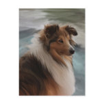 Shetland Sheepdog Postcard