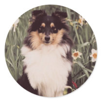 Shetland Sheepdog Sticker