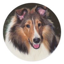 Shetland Sheepdog Sticker