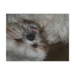 shi tzu puppy dog adorable cute photo postcards