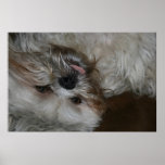 shi tzu puppy dog adorable cute photo posters