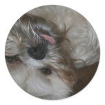 shi tzu puppy dog adorable cute photo stickers