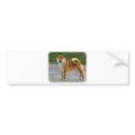 Shiba Inu bumper stickers