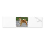 Shiba Inu bumper stickers